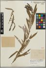 Foto von Salix linearistipularis K. S. Hao